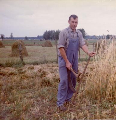 Familie De Coninck oogst (IV)