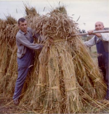 Familie De Coninck oogst (VII)
