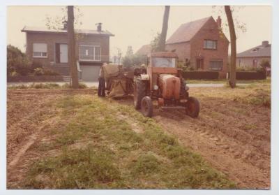 Aardappelen rooien en opvangen in jutezakken