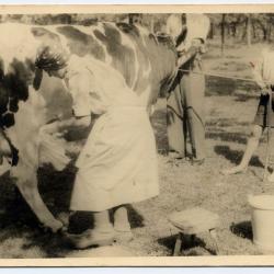 Simonne De Bruycker melkt de koe tijdens de melkcursus, Eeklo