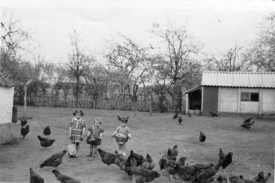 De kippen voederen, Lembeke, jaren 1940