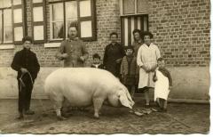 Familie Vermeulen bij slachtrijpe zeug, 1926