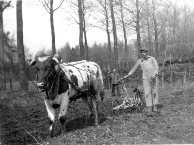 Ploegen met de os, Lembeke, 1930-1940