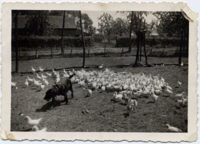 Waakhond tegen de roofvogels