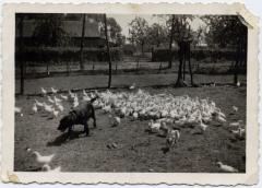 Waakhond tegen de roofvogels