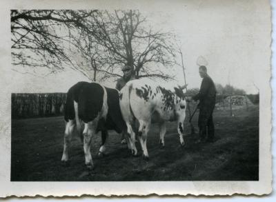 Dieren van oud Oost-Vlaams ras