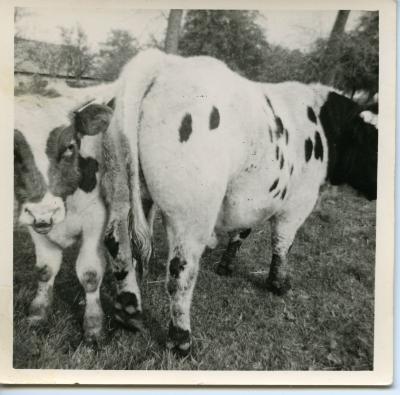 Kalfjes van oud Oost-vlaams ras, ca. 1970