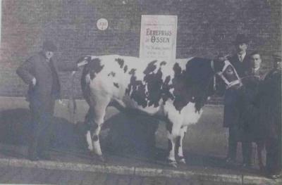 Prijsbeest Vette Veemarkt, Zomergem, 1920-1960