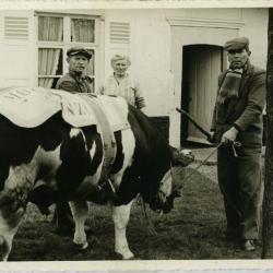 Winnend dier, Zomergem, 1930-1970