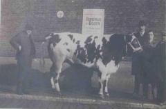 Prijsbeest Vette Veemarkt, Zomergem, 1920-1960