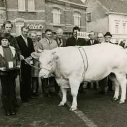 Prijsstier, Zomergem, 1970-1980