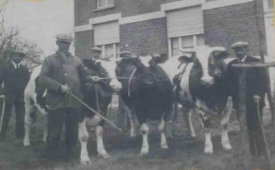 Prijsdieren, Zomergem, 1930