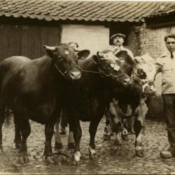 Winnend dier, Zomergem, 1930-1970