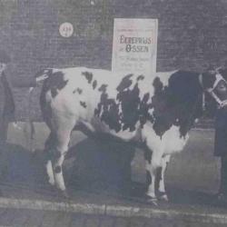 Prijsbeest Vette Veemarkt, Zomergem, 1920-1960