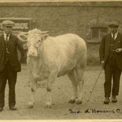 Twee mannen met prijsbeest, Zomergem, 1926