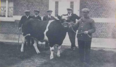 Winnende vaars, Zomergem, 1930