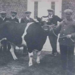 Winnende vaars, Zomergem, 1930