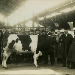 Twee mannen met prijsbeest, Zomergem, 1926