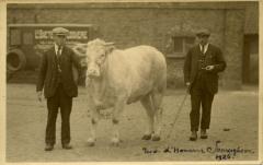 Twee mannen met prijsbeest, Zomergem, 1926