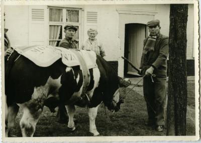 Winnend dier, Zomergem, 1930-1970