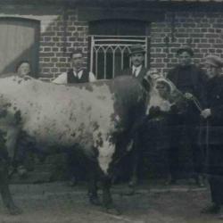 Winnaars Vette Veemarkt, Zomergem, 1930-1940