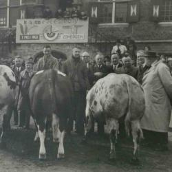 Winnende koe, Zomergem, 1970-1980