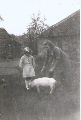 Maria Van Maldeghem met tam varkens, Aalter, 1940-1945