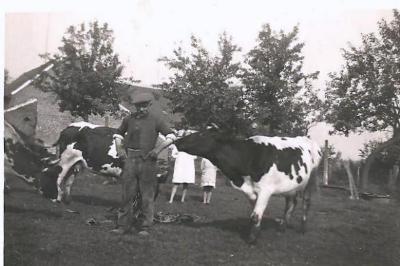 Victor Van Maldeghem met koeien, Aalter, 1940-1942
