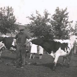 Victor Van Maldeghem met koeien, Aalter, 1940-1942
