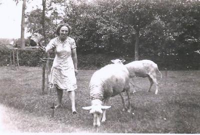 Schapen aan de spil zetten, Aalter, 1940-1960