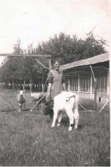 Kalfje drinkt melk uit emmer, Aalter, 1940-1950