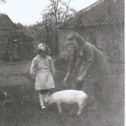 Maria Van Maldeghem met tam varkens, Aalter, 1940-1945