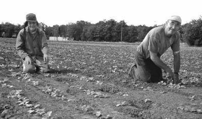 Rapen wieden [luuëf wien]