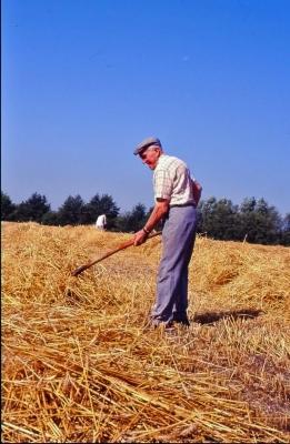 Stro handmatig met de vork opbarmen