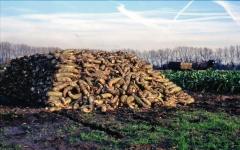 Bietenput [biëdeput]