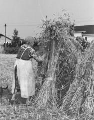 Stuiken van de rogge