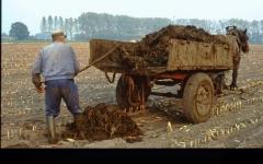 Stalmest op het land brengen