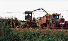 Mais hakselen voor inkuilen