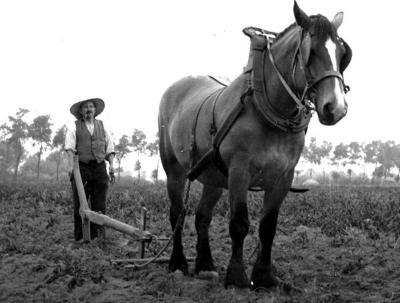 Aardappelen uitrijden