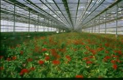 Bloementeelt onder glas