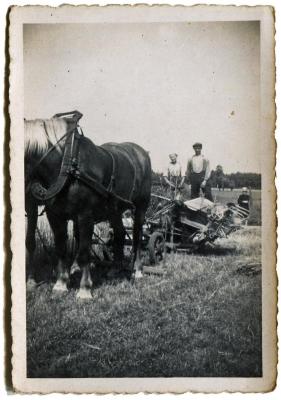 Rogge maaien met de pikbinder.