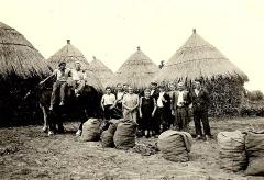 Aardappeloogst rond 1950