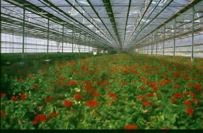 Bloementeelt onder glas