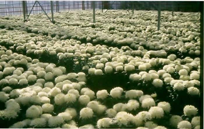 Teelt van chrysanten