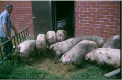 Aanzienlijke uitbreiding van de varkensteelt