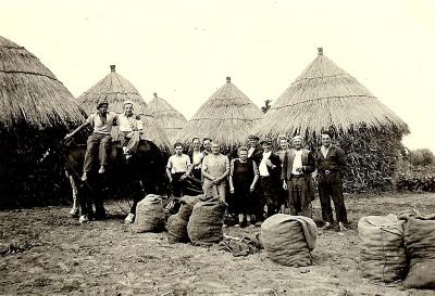 Aardappeloogst rond 1950