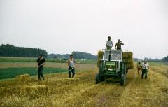 Strobalen in Vinderhoute