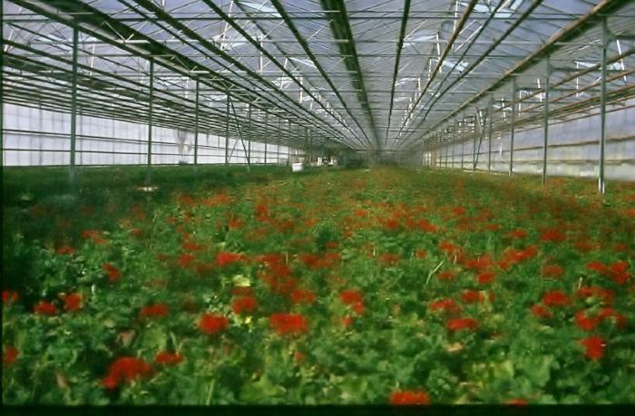 Bloementeelt onder glas