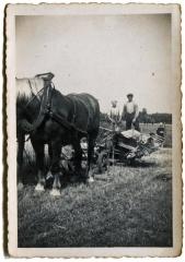 Rogge maaien met de pikbinder.