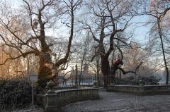 Eeuwenoude kastanjebomen